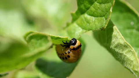 Potato bug larva  eating a leaf of a potato plant Stock Footage 55706846