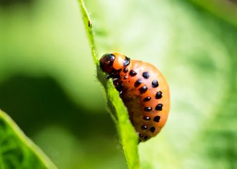 Potato bug on leaf Stock Photos