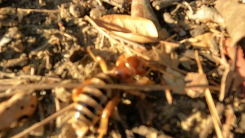 Potato Bug on move Video stock 151872227