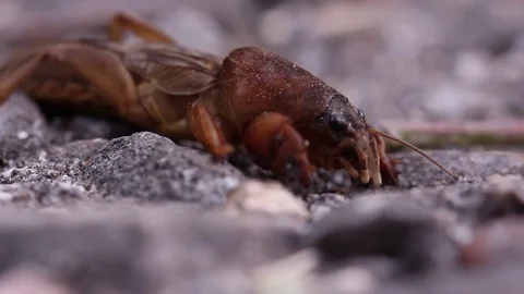 Potato Bug on Pavement Macro Stock Footage 75214654