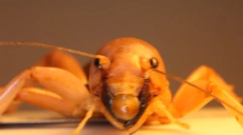 Potato Bug Snarl Video stock 47488371