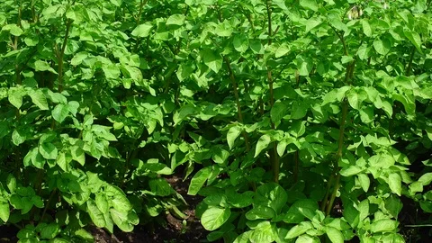Potato bushes as a background or backdrop. Stock-Footage 105469633