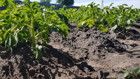 Potato bushes close-up Stock Footage 90432355