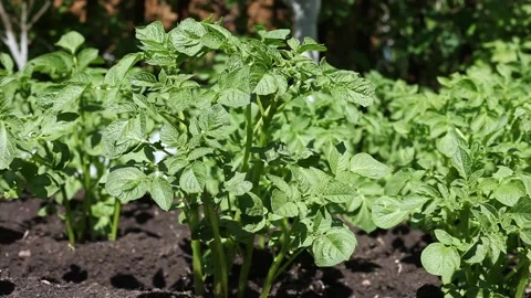Potato bushes Stock Footage 248597851