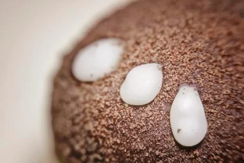 "Potato" cake with three drops of white cream Stock Photos