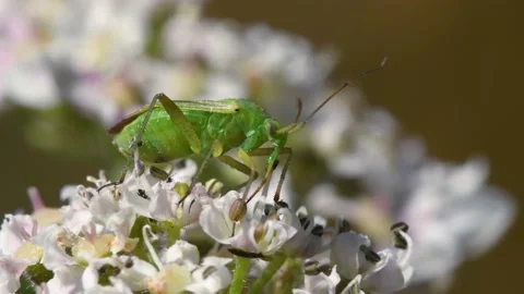 Potato Capsid Bug on flowers, Calocoris norvegicus Stock Footage 167745732