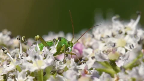 Potato Capsid Bug on flowers, Calocoris norvegicus Stock-Footage 167745733