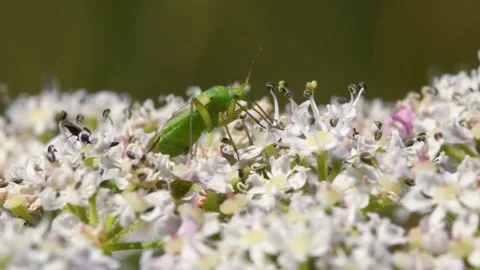 Potato Capsid Bug on flowers, Calocoris norvegicus Stock Footage 167745792