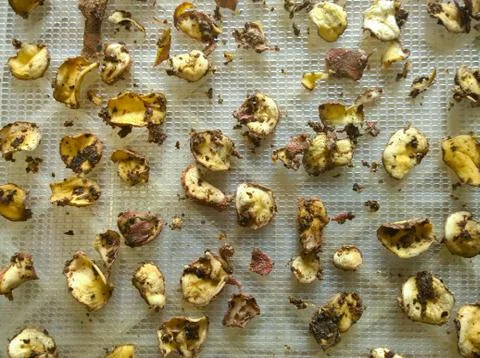 Potato chips before drying Stock Photos