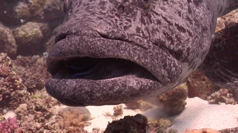 Potato cod cleaning and being cleaned on shallow coral reef, Epinephelus tukula, Stock Footage 62222591