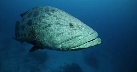 Potato cod underwater Stock Footage 303196832