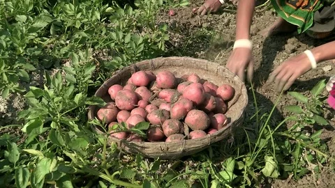 Potato Collection Stock Footage 76218706