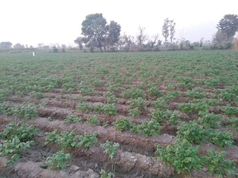 Potato crop  Stock Photos