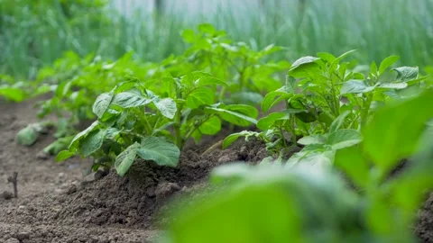 Potato crops developing in freshly prepared soil Stock Footage 305115467