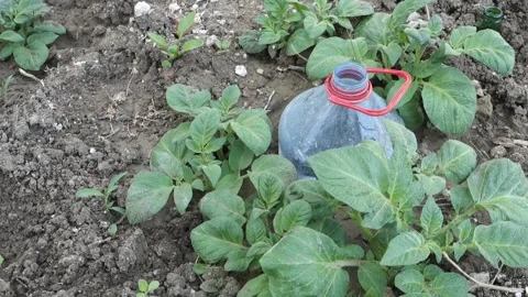 Potato cultivation using large pet bottles, potato cultivation by irrigating  Vídeo Stock 197487279