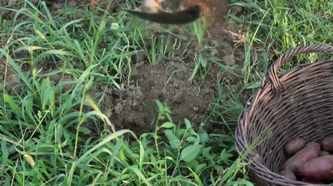 Potato Digging Stock Footage 30120320