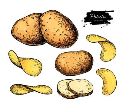 Potato drawing set. Vector Isolated potatoes heap, sliced Stock Illustration