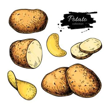 Potato drawing set. Vector Isolated potatoes heap, sliced Stock Illustration
