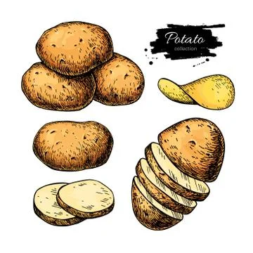 Potato drawing set. Vector Isolated potatoes heap, sliced Stock Illustration