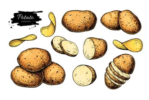 Potato drawing set. Vector Isolated potatoes heap, sliced pieces and chips... Illustrazione stock