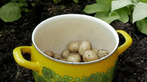 Potato Dropped In Pot, Side Angle Video stock 53869660