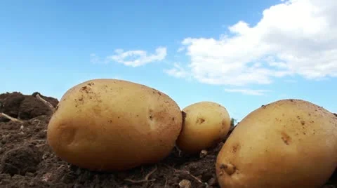 Potato farm in the field Stock Footage 12498385