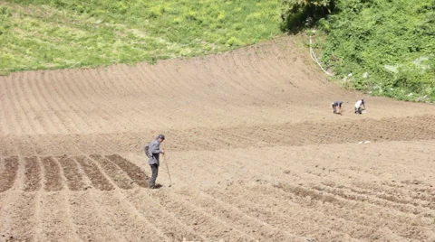 Potato Farmer in Fields Under Cloud Shadows Stock Footage 59708075