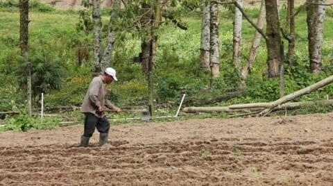 Potato Farmer Hoes Field Stock Footage 59707992