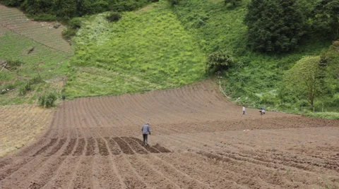 Potato Farmers in Fields Stock Footage 59707874