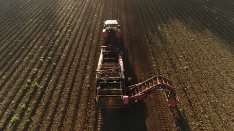 Potato field-2 Stock Footage 86808550