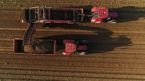 Potato field-3 Stock Footage 86809751