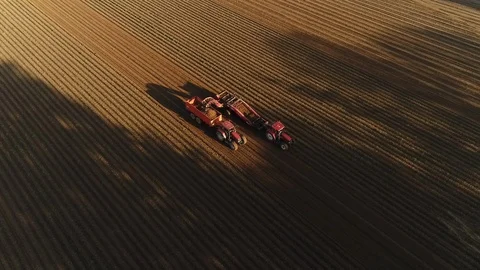 Potato field-4 Stock Footage 86809997