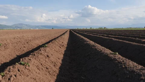Potato field after sowing - camera rise and reveal the furrows Video stock 130403770