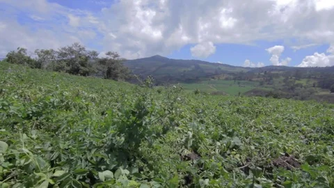 Potato field on background mountain 스톡 동영상 75165440