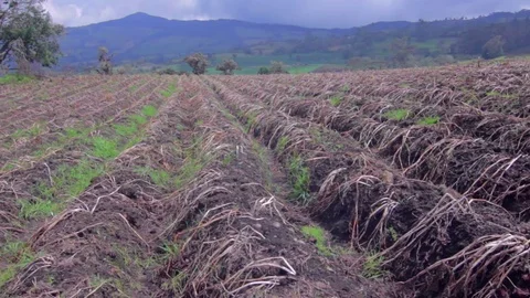 Potato field on background mountains Stock-Footage 75167180