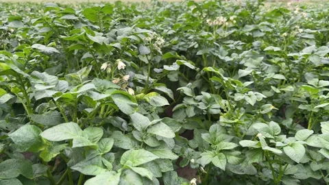 Potato Field with Blooming Plants Video stock 277767344