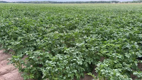 Potato Field with Blooming Plants Video stock 277767932