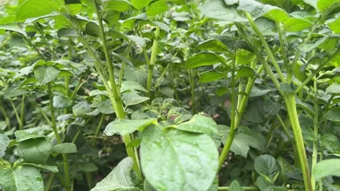 Potato Field with Blooming Plants Video stock 277768072