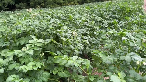 Potato Field with Blooming Plants Video stock 277769097