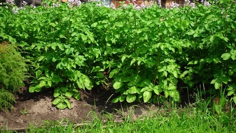 Potato field close-up. Video stock 100038903