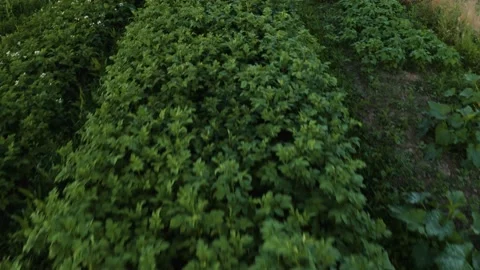 Potato field in the countryside on a private plot, a wide range of vegetables. Vídeos de archivo 136766007