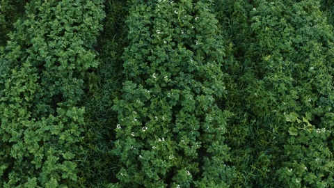 Potato field in the countryside on a private plot, a wide range of vegetables. Vídeos de archivo 136766180