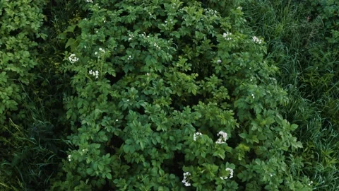 Potato field in the countryside on a private plot, a wide range of vegetables. Stock Footage 136766275