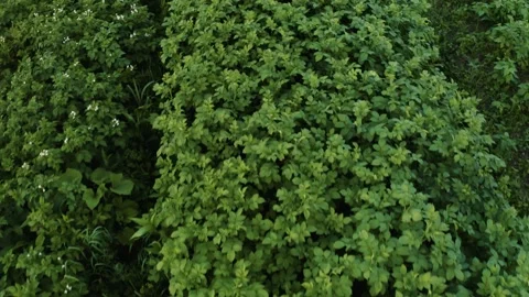Potato field in the countryside on a private plot, a wide range of vegetables. Vídeos de archivo 136766442