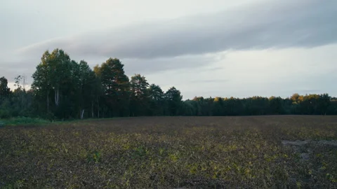 Potato Field Devastated by Blight Before Harvest 動画素材 342779409