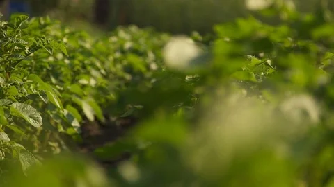 Potato field. Dynamic frame Stock Footage 76245503
