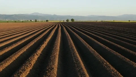 Potato field in early spring with long rows on farmland 스톡 동영상 89373884