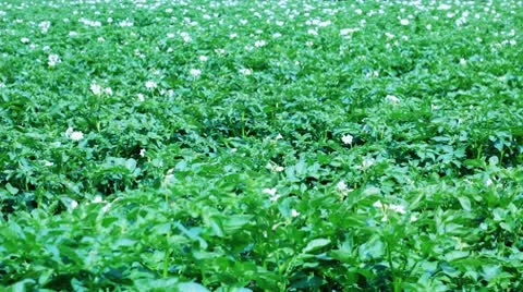 Potato field with flowers Vidéo 10793329