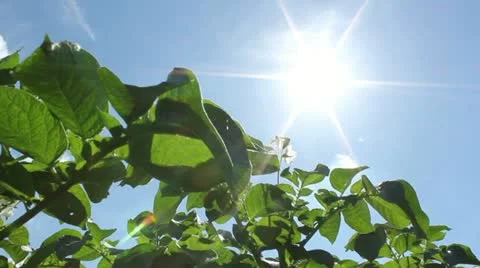 Potato Field Video stock 11296065