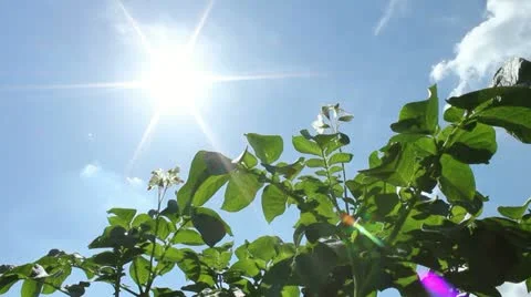 Potato Field Stock Footage 11296256